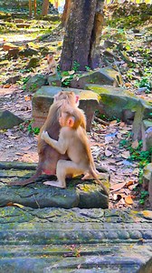 A warm flicker glowing with tender little heartbeats 💖🐾✨ | Monkey love