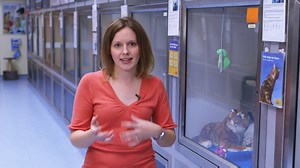 146K views · 1.9K reactions | Have you ever wondered if your cat’s trying to tell you something? Cat behaviour is subtle but their body language can tell you a lot. Cats Protection behaviourist Nicky explains... | Cats Protection | Facebook
