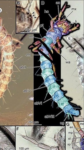 An attack trapped forever in amber #fossil #paleontology #science #geology