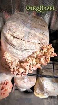 #pink #oystermushrooms - when to harvest and what might be wrong? #mushrooms #shorts