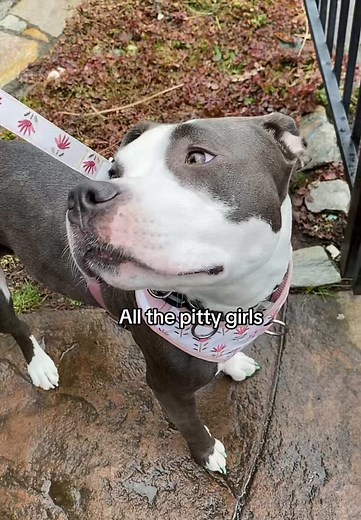 Pitty Girls💅🏽 #pitbull #female #dogparents #puppytiktok #puppydog #pitbullsoftiktok