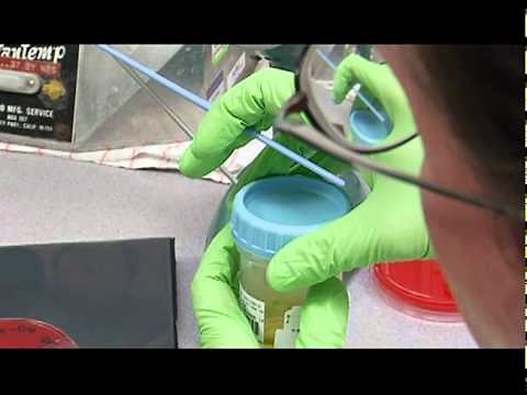 4 Streaking for Isolation--Direct Culture--Quant Urine Culture