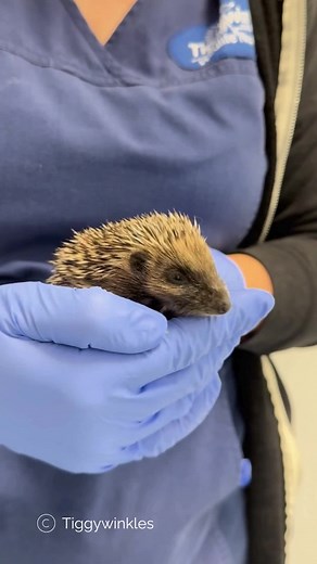 Caring for Abandoned Hoglets at Tiggywinkles
