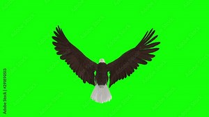 American Bald Eagle raptor bird of prey. Flying and soaring cycle loop. Aerial top back close-up view. Realistic 3D animation isolated on green screen for chroma key transparency effects.