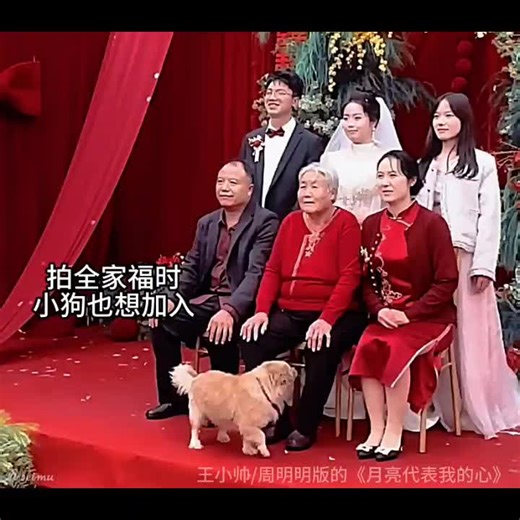 «万物并育而不相害。»—— 《礼记》 类似案例： 在公园的长椅上，一对夫妇正准备自拍，家里的金毛突然钻进两人的空隙，张开大嘴像是在对着镜头微笑，这一瞬间定格成了全家最温馨的画面。 一张泛黄的全家福里，除了端坐的长辈和调皮的孩子，角落里还蹲着一只神气活现的小黑狗，它曾陪伴这个家走过最艰难也最快乐的岁月。 当摄影师喊出“茄子”时，原本在草地上撒欢的萨摩耶飞奔而回，稳稳地蹲在主人脚边，仿佛它也明白，作为家庭的一员，大合照绝不能缺席。 #爱 #全家福 #忠诚伙伴 #温馨时刻 #人间温情