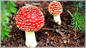 Heterotroph - Definition and Examples - Biology Online Dictionary