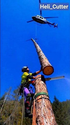 How to a Long tree Using Helicopter🚁⚡ #stihl#engineeringmarvel#woodworking#shorts#helicopter#tree 🌴🌲