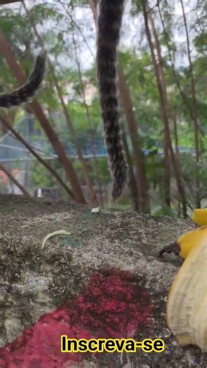 Primate eating a banana 🍌 🍌 #SHORT #ANIMALS