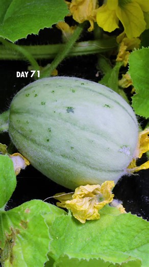 Cantaloupe Plant Growth: Seed to Harvest Timelapse