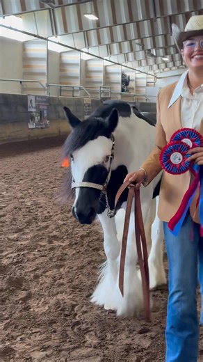 Unanimous Grand Champion Mare at COGypsyFest 🤩🥰🤩 | StarFireGypsy
