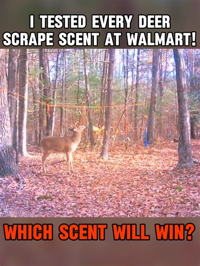 I Tested Every Deer Scrape Scent at Walmart! Which scent will win? Part 2 #whitetaildeer #scent #walmart #outdoors #deerhunting #deerblind #fyp