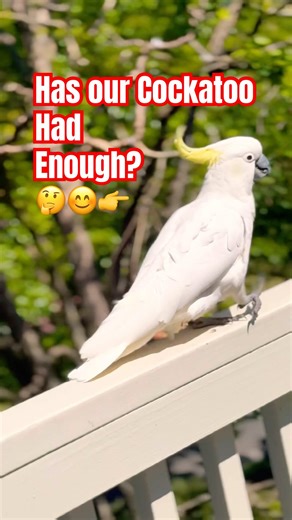 MAGPIE Steals the Show from the COCKATOO #birds #nature #funny #viral