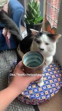 This Cat Won’t Let Her Mom Do Pottery Alone | The Dodo