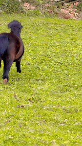 Black Beauty 🐎 🐎 and friends 🐕 🐕 🎥 🎥 🎬 #horses #dogs #blackbeauty #filmmaking | The Adventures Of Patrick The Pony