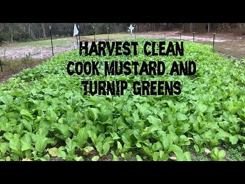 How to Grow Harvest Clean Cook Mustard & Turnip Greens