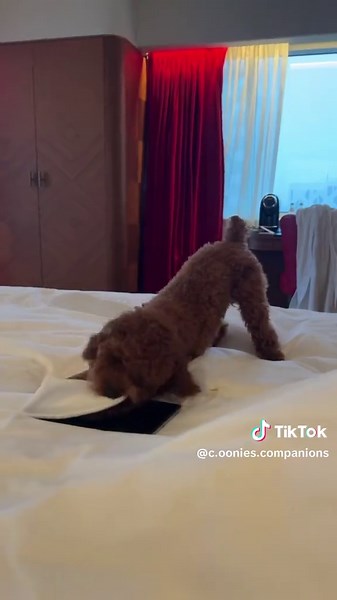 ✨🐾 Playful yet gentle, affectionate yet lively — toy poodles truly have it all! Their loving nature makes them the most adorable little companions, and now they’re ready for sale, perfectly fit for loving new homes where they’ll spread happiness every day. 💕#toypoodles #petsoftiktok #puppylovers #puppytiktok #dog