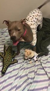 6.3K views · 367 reactions | Fuzz Buzz and his foster sister/former K-9 Angel Ari had a slumber party last night! Fuzz Buzz was found by a dumpster at only 2 1/2 weeks old. He was filled with maggots which caused major medical issues and had to be bottle fed every few hours. He's been doing great and now loves rough housing with his foster sister! He's about 8 weeks old, only 2 pounds. He will soon be adoptable. | K-9 Angels Rescue - Houston, TX | Facebook