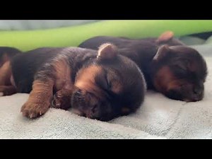 ONE WEEK OLD MORKIE PUPPIES
