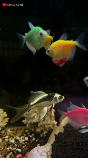 Relaxing Sleep Music + ornamental fish Sounds 🐟🐠 #fish #relaxing #shorts