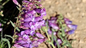 Royal Beardtongue, Penstemon Speciosus, a native perennial monoclinous herb displaying terminal dichasiate thyrse inflorescences during Summer in the San Emigdio Mountains.