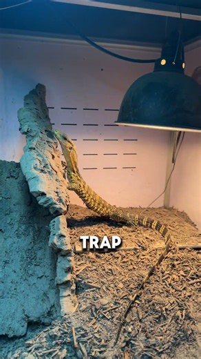 I Almost Killed My Pet Dinosaur