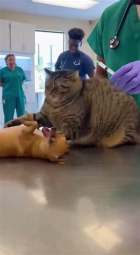 😂⚡ Cat Slap Ends Dog Drama