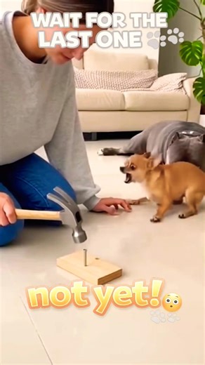 YOU WON’T SEE THIS LAST DOG COMING 😳🐺 #shorts