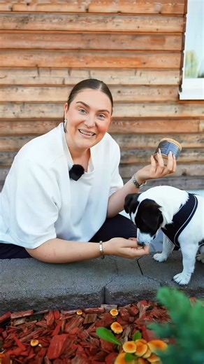 Chia de Gracian tuttu luonnollinen E-vitamiini CDGE uudistui. Miksi E-vitamiini on koiralle niin tärkeä ja kenelle se erityisesti sopii? 4-vuotias Jack Russelin terrieri Luna lyö faktat pöytään. #chiadegraciafi 🐶 #cdge #e-vitamiinikoiralle #justnatural | Chia de Gracia