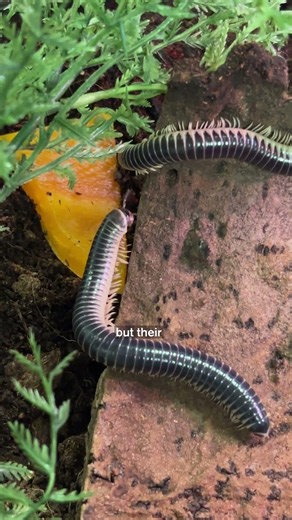 Millipedes LIVE in their FOOD?!