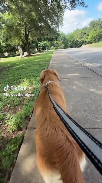 Bear The Golden Retriever on TikTok