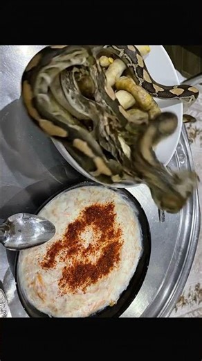 Why Are Humans Afraid of Snakes?