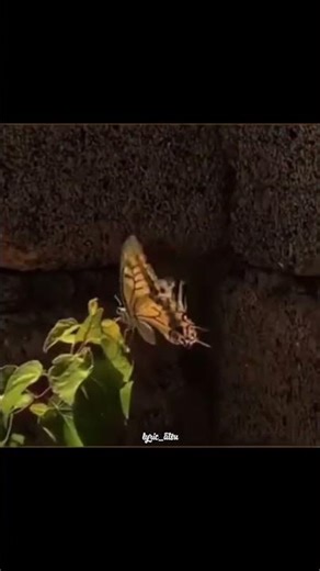 Humsafar [ Slowed & Reverb ] | Akhil Sachdeva | Badrinath Ki Dulhania || Lyrics Atsu