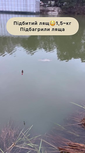 #fisherman #fishtok #zander #fishing #fishinglife #рибалкаукраїна #fising