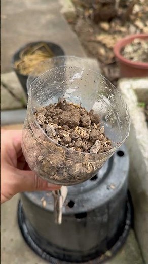 This bottle trick changes everything about plant propagation #gardening #tips101 #shorts