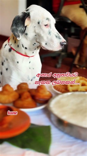 ආහාර අනුභවයට නැකත ලබනකන්....අපේ ලුනී හොඳ ලමයෙක් #fanlove #fanforever #fanmoment #lune #dalmation