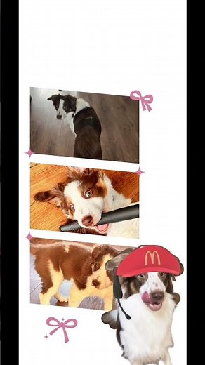Free cute puppy wallpaper