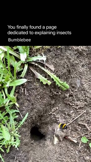Explaining Insects 🦋 on Instagram: "Bumblebees are large, fuzzy bees known for their calm nature and powerful pollination skills. They belong to the genus Bombus and are found mostly in temperate and colder regions. Their thick hair helps them stay warm, allowing them to fly and forage even in cool or cloudy weather when other bees stay inactive. Bumblebees are exceptional pollinators because they can perform buzz pollination: they vibrate their flight muscles to shake pollen loose from flowers