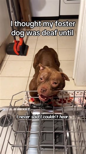 This Dog Understands Human Words and It's Hilarious!