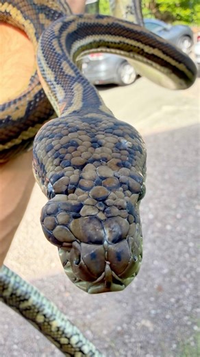 Carpet Python release from animal hospital after having abscess removed #snakevideo #python #snake