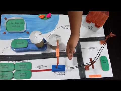 School project Biodiesel from algae