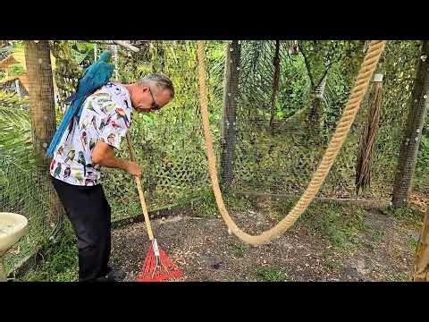 Cleaning the Parrot Aviary | Daily Raking & Care Routine