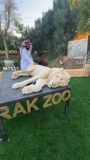 Mastering lion taming #اكسبلور #lion