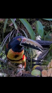 🍌Watch a Collared Aracari use its impressive bill to pull apart pieces of plantain at the Panama Fruit Feeder Cam. These fantastic birds can be rather acrobatic while foraging as they bend, twist, and hang to reach fruit. They pluck pieces with the tip of the bill and toss them back with a quick upward flick of the head. This individual has it easy, thanks to a fresh, easy-to-reach meal set out by the Canopy Lodge staff. Watch for them LIVE at AllAboutBirds.org/PanamaFeeders | Bird Cams