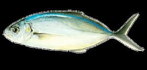 Bar jack - Alchetron, The Free Social Encyclopedia