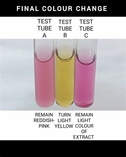 TESTING BEETROOT EXTRACT INDICATOR WITH ACIDIC, BASIC & NEUTRAL SOLUTION