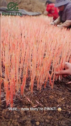 Are They Harvesting Alien Noodles?! 👽 First White, Then PINK! I'm So Confused & Satisfied! #farming