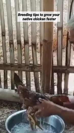 19 reactions · 4 comments | Breeding tips to grow your native chicken faster #nativechicken #HowtoGrowFaster #farming #agribusiness | Usapang AgriNegosyo | Facebook