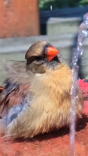Female Cardinal #remix #bird #birdbath