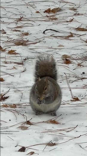 Squirrel￼ eating bread! ￼