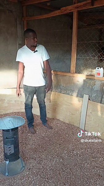 Chicks Brooding #poultryfarming #merutiktokers